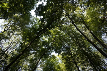 Fototapeta premium Dense forest. Bottom view of the tops of trees. Tall trees in the forest cover the sky.