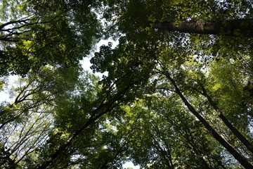 Dense forest. Bottom view of the tops of trees. Tall trees in the forest cover the sky.