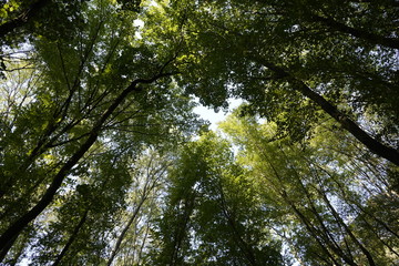Fototapeta na wymiar Dense forest. Bottom view of the tops of trees. Tall trees in the forest cover the sky.
