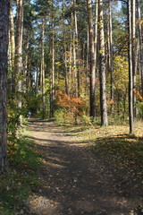 Obraz premium Pine forest. Early autumn. Forest paths. Walks in the open air. Sunny warm day.