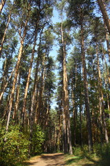 Pine forest. Early autumn. Forest paths. Walks in the open air. Sunny warm day.