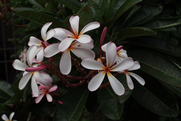 Temple tree flowers, Apocynaceae Frangipani or Plumeria 