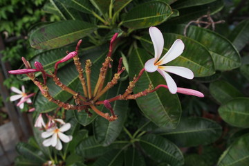 Temple tree flowers, Apocynaceae Frangipani or Plumeria 