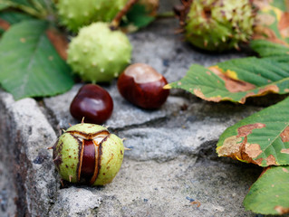 fallen chestnuts on a stone surface