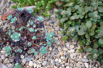 Close up of small alpine plants