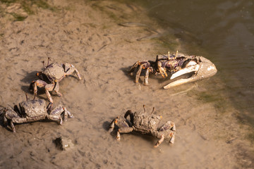 Burgers\ Zoom  Arnhem