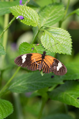 Butterfly in the  mangrove of  Burgers' Zoo in Arnhem
