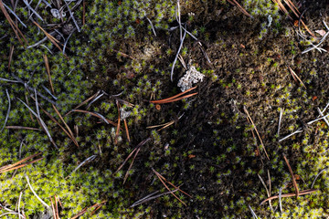 ground texture