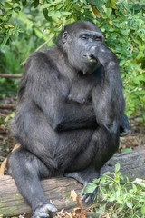 Gorillas in Burgers' Zoo in Arnhem 