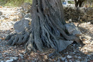 Old olive tree