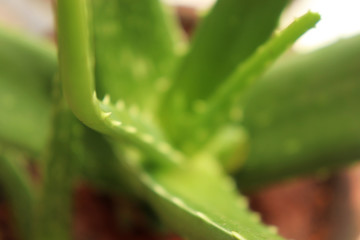 Aloe Vera Plant Leaf