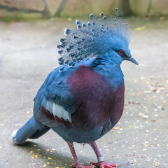 Animals in Burgers' Zoo in Arnhem 