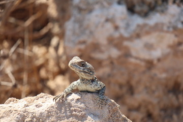 lizard on a rock