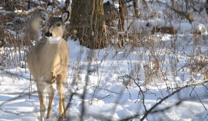 deer for all seasons, nature lanscape, summer winter spring autumn