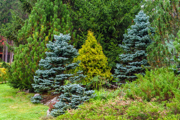 Naklejka premium various conifers as an element of landscape design