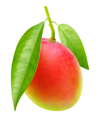 Isolated mango. One red green mango fruit hanging on a tree branch with leaves isolated on white...