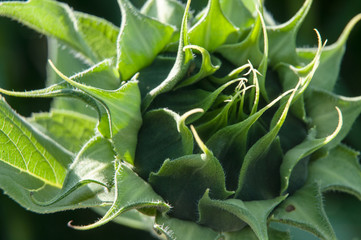 bud of a sunflower in evening light