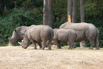 Fototapeta premium Nederlands Openluchtmuseum Arnhem