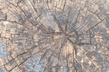 Cut wood texture, natural background , tree stump close up