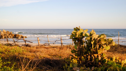Mojon beach at sunset with cactus, Pochutla, Mexico