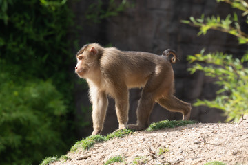 Monkey in Burgers' Zoo in Arnhem 