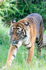 Sumatran tiger in the Burgers' Zoo of  Arnhem, the Neterlands