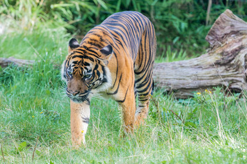 Sumatran tiger in the Burgers' Zoo of  Arnhem, the Neterlands © johnhofboer50