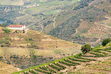 Scenic view of Alto Douro Vinhateiro with terraces and vineyards