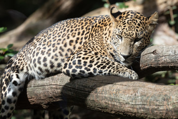 leopard at Burgers' Zoo,  Arnhem, the Netherlands