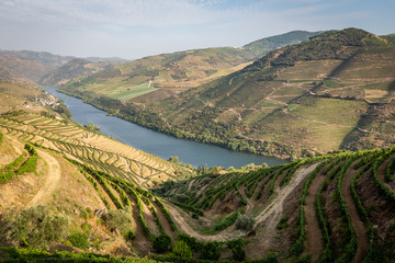 Scenic view of Alto Douro Vinhateiro with terraces and vineyards