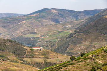 Scenic view of Alto Douro Vinhateiro with terraces and vineyards