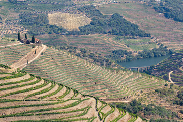 Scenic view of Alto Douro Vinhateiro with terraces and vineyards