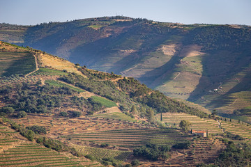 Scenic view of Alto Douro Vinhateiro with terraces and vineyards