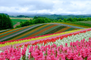 Beautiful rainbow flower fields, colorful lavender flowers farm,rural garden against white clouds sky background,the flower in pink,white,purple,spring time at Furano , Hokkaido in Japan