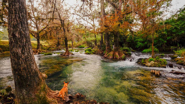 Dog and friver at Huasteca Potosina, Mexico