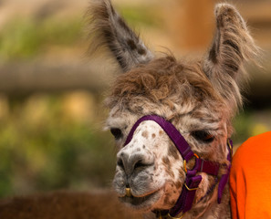 Lama