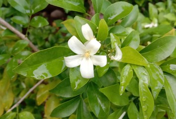 Obraz na płótnie Canvas Orange jasmine flower is a small to medium sized perennial plant. The leaves are a bouquet of leaves arranged alternately, a bouquet of leaves consisting of 4-8 small leaves, fragrant white flowers.