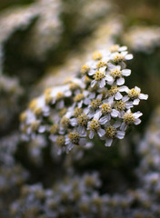 Achillée millefeuille