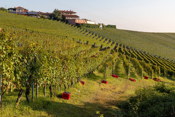 Vendemmia nelle langhe 2019