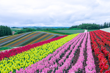 Beautiful rainbow flower fields hills, colorful lavender flowers farm,rural garden against white clouds sky and mountain range background,the flower in red pink,white,purple, at Furano,Hokkaido ,Japan