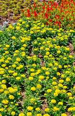 Beautiful view with blooming flowers in the botanical garden