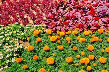 Beautiful view with blooming flowers in the botanical garden