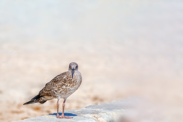 Obraz premium Seemöwe auf einer Mauer am Strand