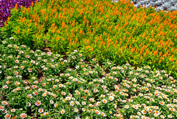 Beautiful view with blooming flowers in the botanical garden