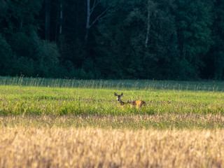 landscape with green field and roe deer in the distance, forest background