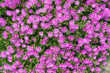 Delosperma is a large and diverse genus of succulent subshrubs. Closeup of a succulent purple ice plant delosperma cooperi view from above. Natural background