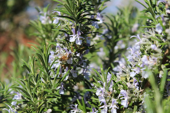 Rosmarinus Officinalis - Rosmarino