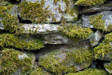 Close up of mossy stones