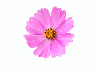 Isolated pink flower on a white background. Cosmea