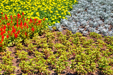 Beautiful view with blooming flowers in the botanical garden